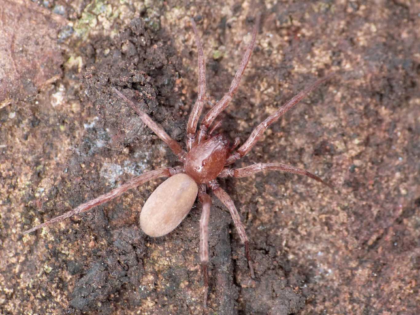 Mesiotelus sp. - Tolfa (RM)